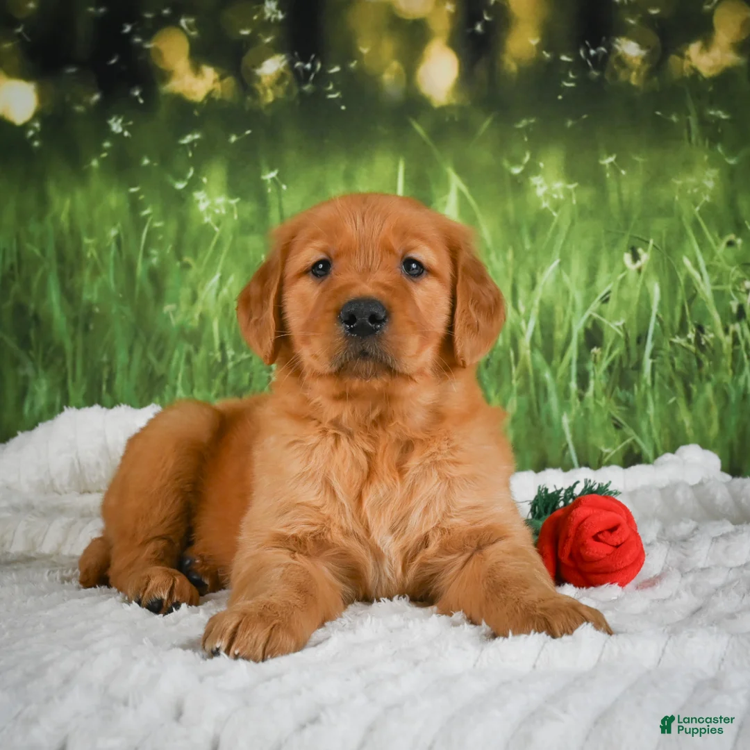 Golden Retriever dogs for sale: Jack - Ad 1