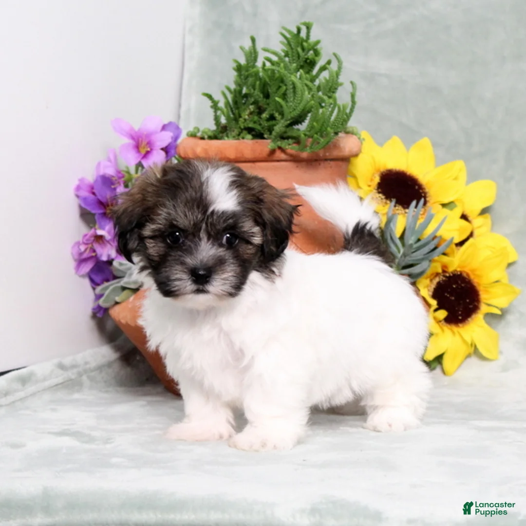 Teddy Bear dogs for sale: Unicorn - Ad 2