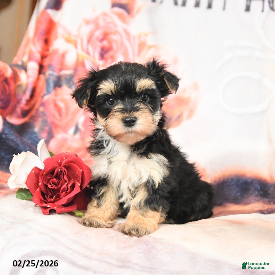 Morkie dogs Monty - Ad 2