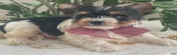 Biewer Terrier dogs for sale: Talia - Ad 1