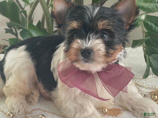 Biewer Terrier dogs Talia - Ad 4