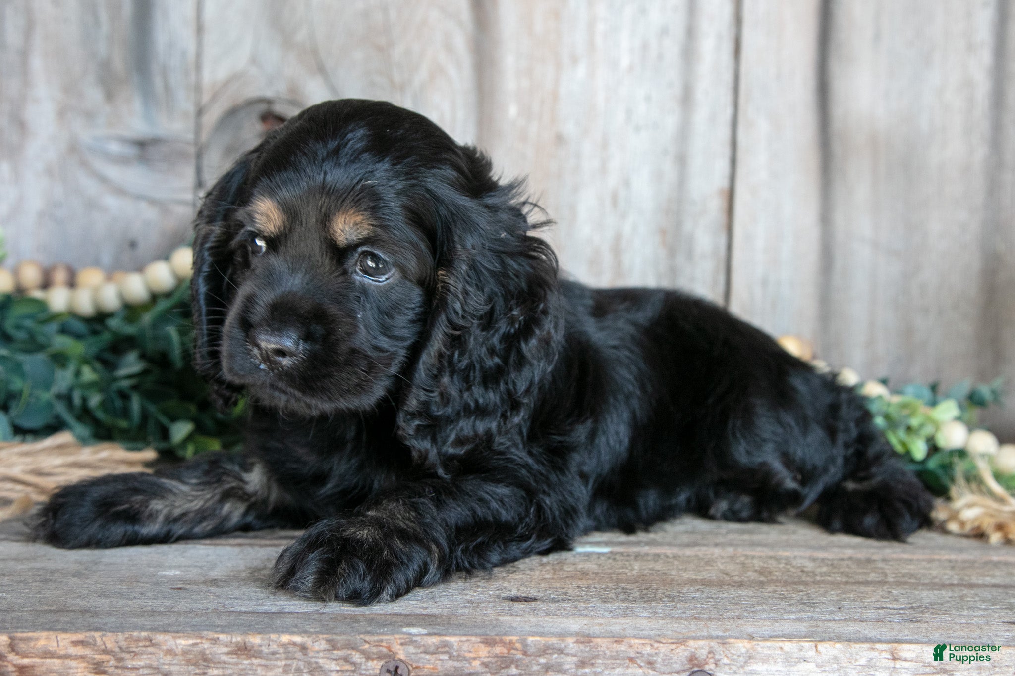 Cocker Spaniel dogs Donny - Ad 1