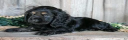 Cocker Spaniel dogs for sale: Donny - Ad 1