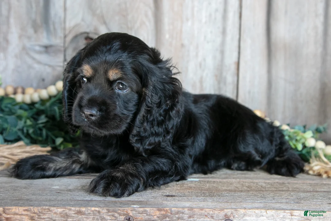 Cocker Spaniel dogs for sale: Donny - Ad 1