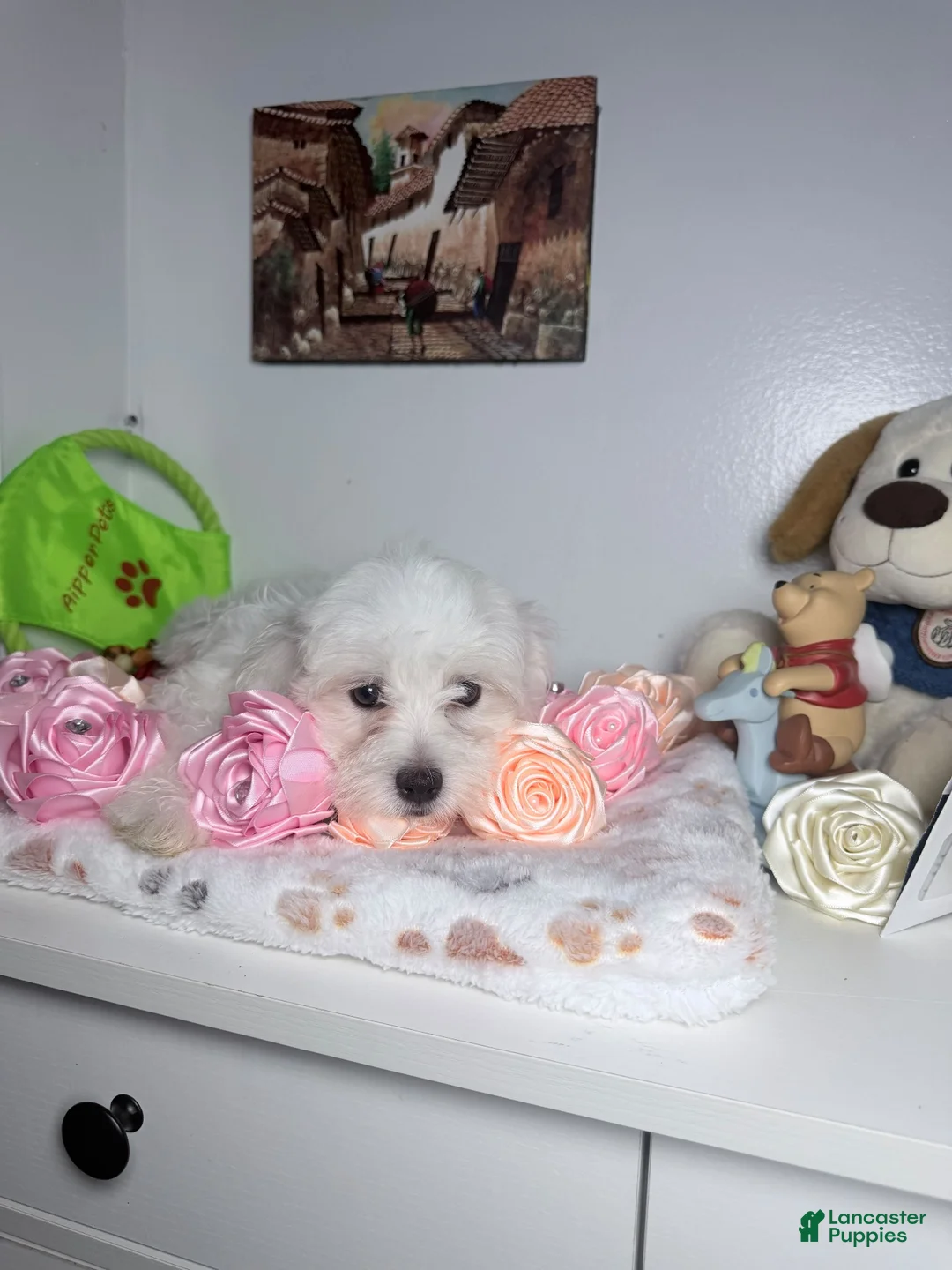 Maltese dogs for sale: Ares  - Ad 13