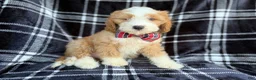 Cavapoo dogs for sale: Cobra - Ad 5