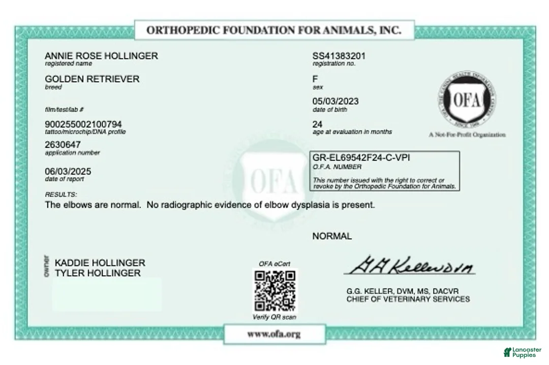 Golden Retriever dogs for sale: Rudy - Ad 12