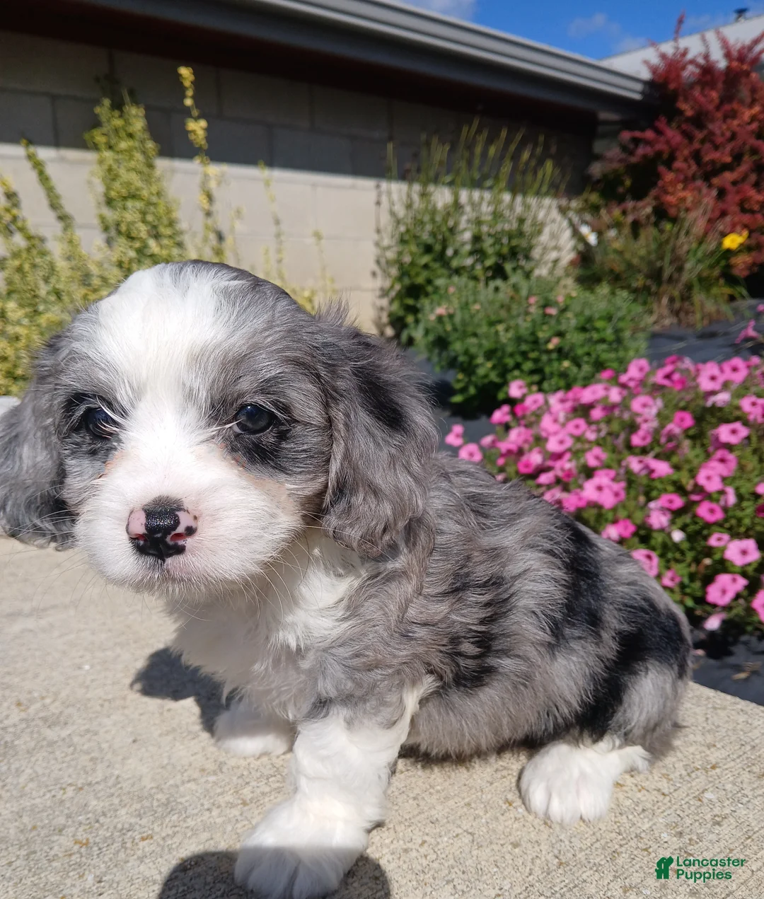 Cavapoo dogs for sale: Cavapoo 1 Ty - Ad 2