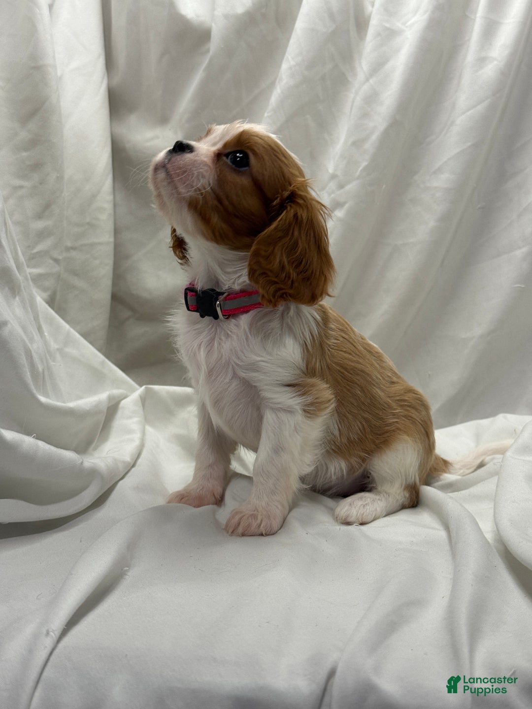 Cavalier King Charles Spaniel dogs for sale: Rose - Ad 2