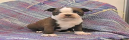 Boston Terrier dogs for sale: Jay - Ad 1