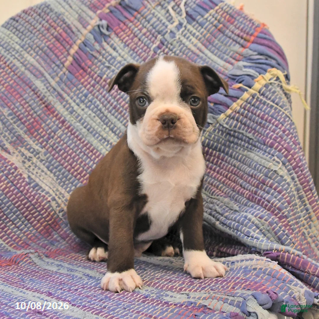 Boston Terrier dogs for sale: Jay - Ad 1