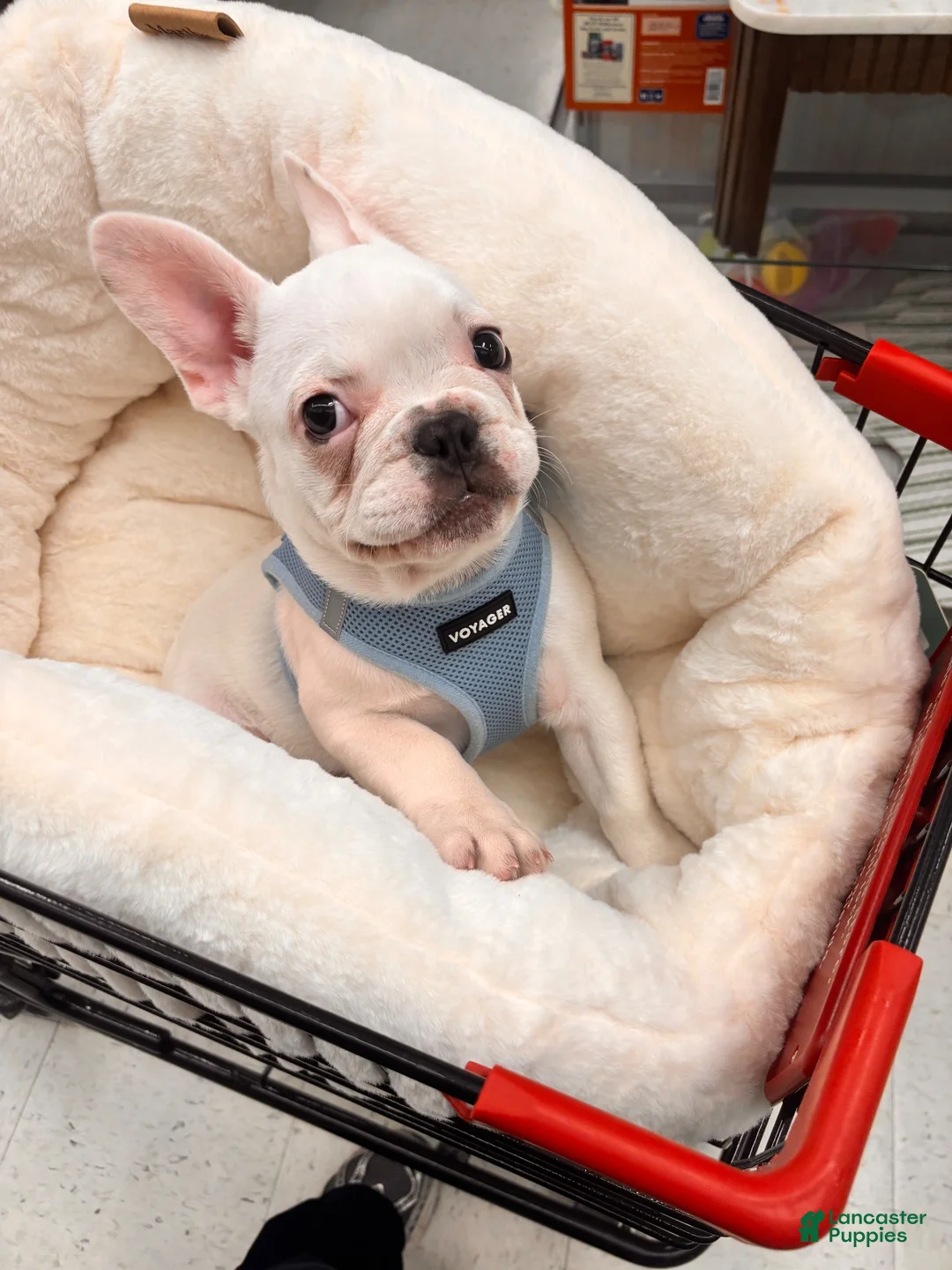 French Bulldog dogs for sale: French Bulldog 1 - Ad 2