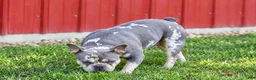 Frenchton dogs for sale: MARLEY - Ad 33