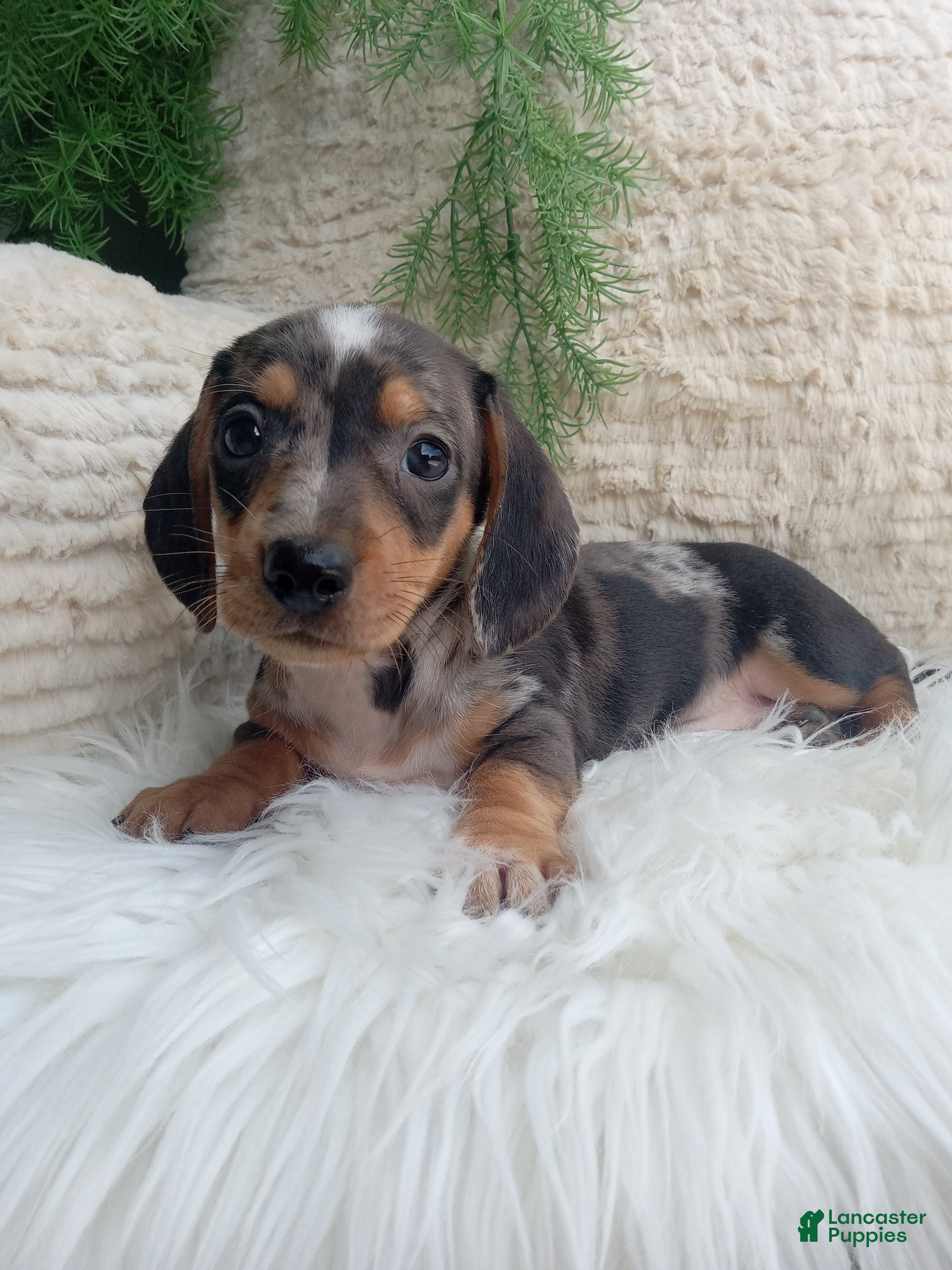 Dachshund dogs Mia - Ad 2