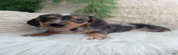 Dachshund dogs for sale: Mia - Ad 2