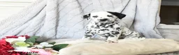 Dalmatian dogs for sale: Ellie - Ad 3