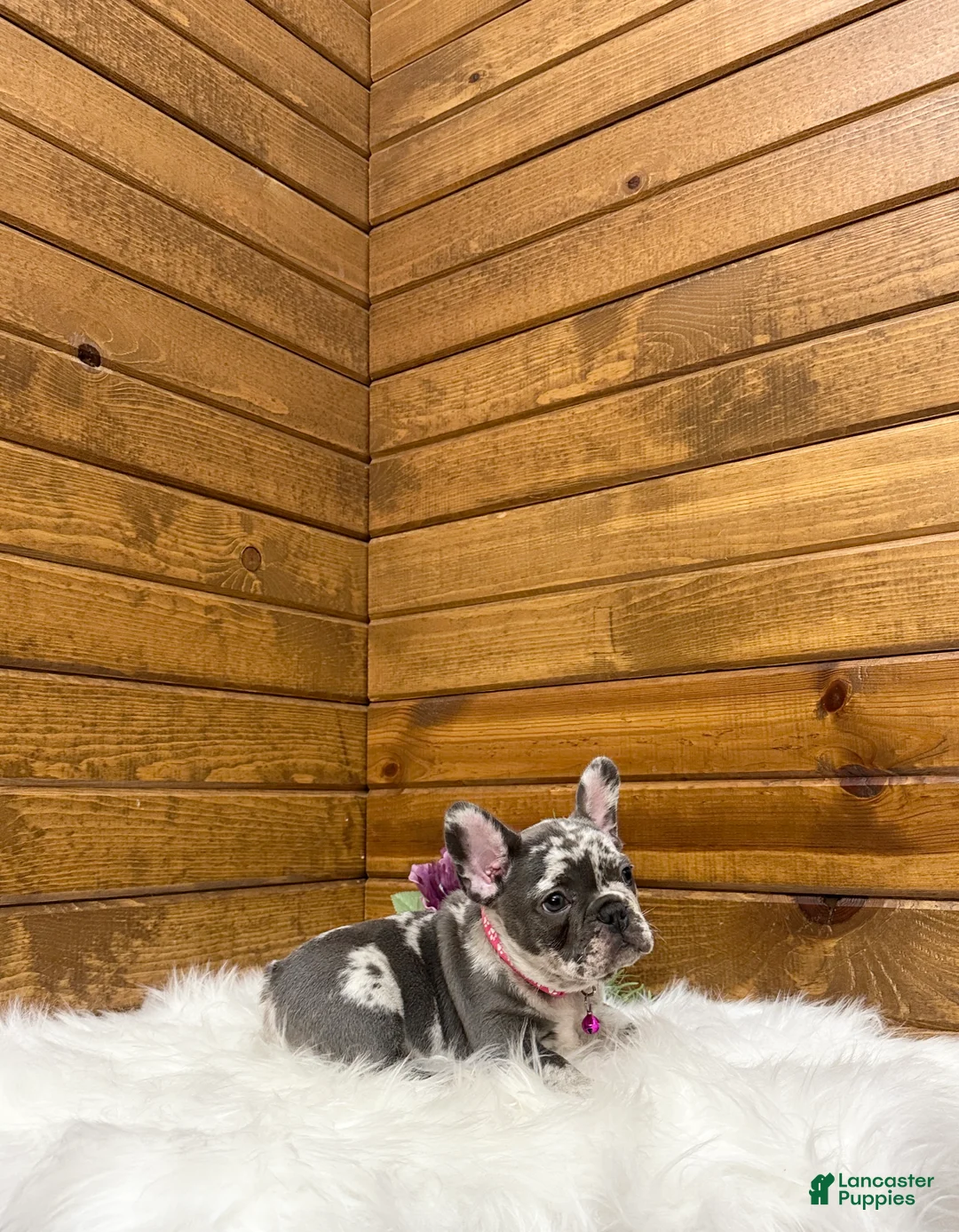 French Bulldog dogs for sale: French Bulldog Puppy 1 - Ad 2