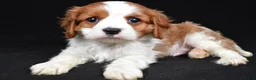 Cavalier King Charles Spaniel dogs for sale: Benji - Ad 1