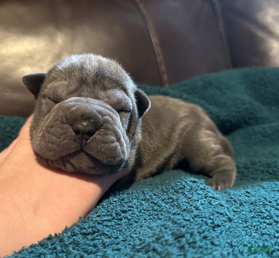 Shar Pei dogs for sale: Scarlett - Ad 5
