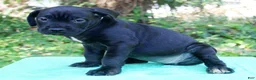 Cane Corso dogs for sale: Roxanne - Ad 1