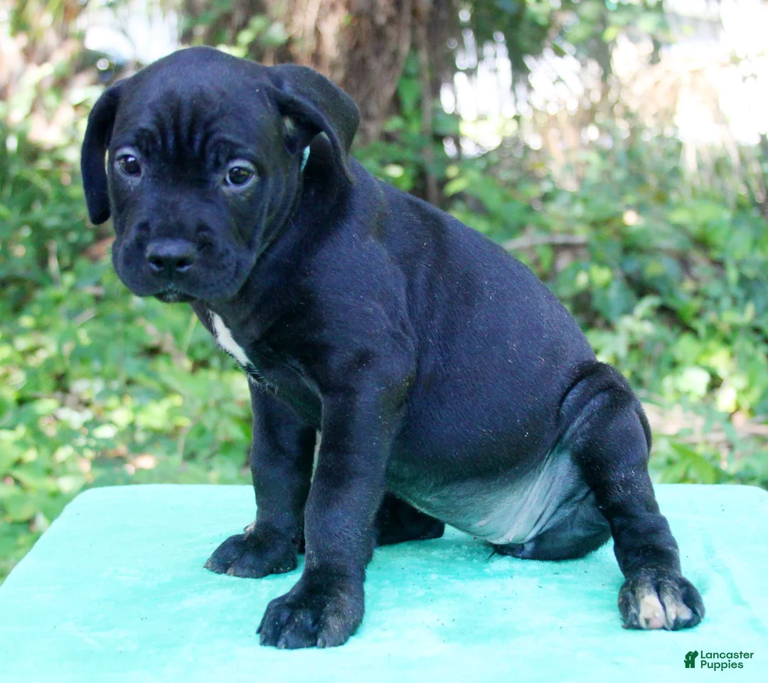 Cane Corso dogs for sale: Roxanne - Ad 1