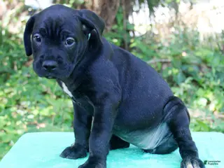 Cane Corso dogs Roxanne - Ad 41