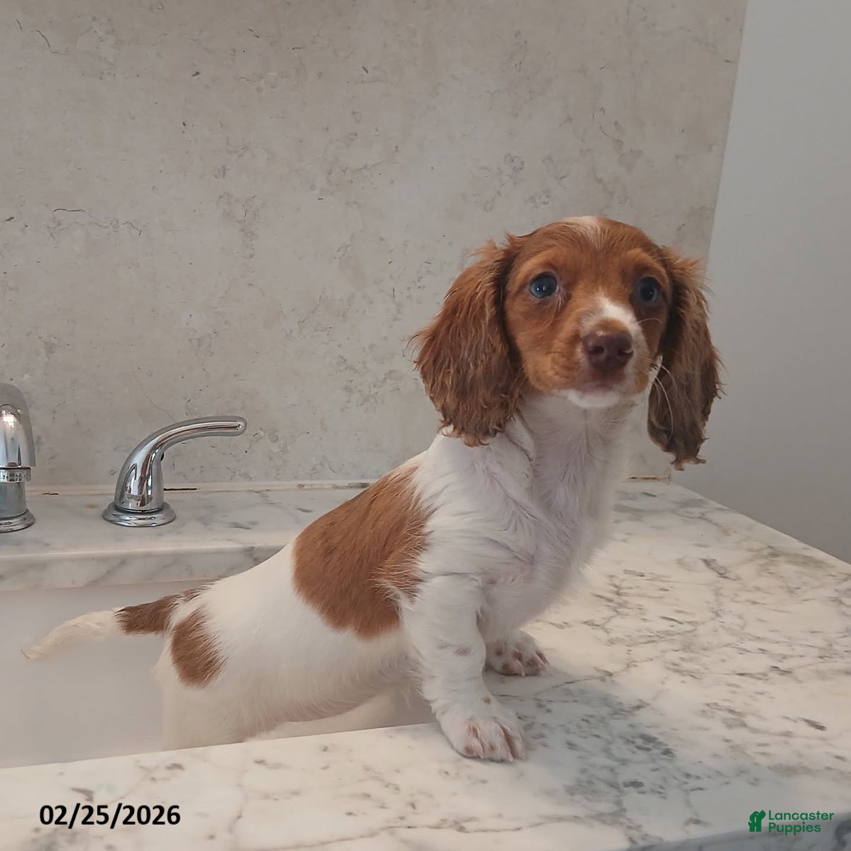 Miniature Dachshund dogs Honey - Ad 1