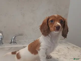 Miniature Dachshund dogs for sale: Honey - SPECIAL NEEDS - Ad 2