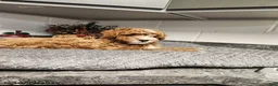 Mini Goldendoodle dogs for sale: Bandit - Ad 2