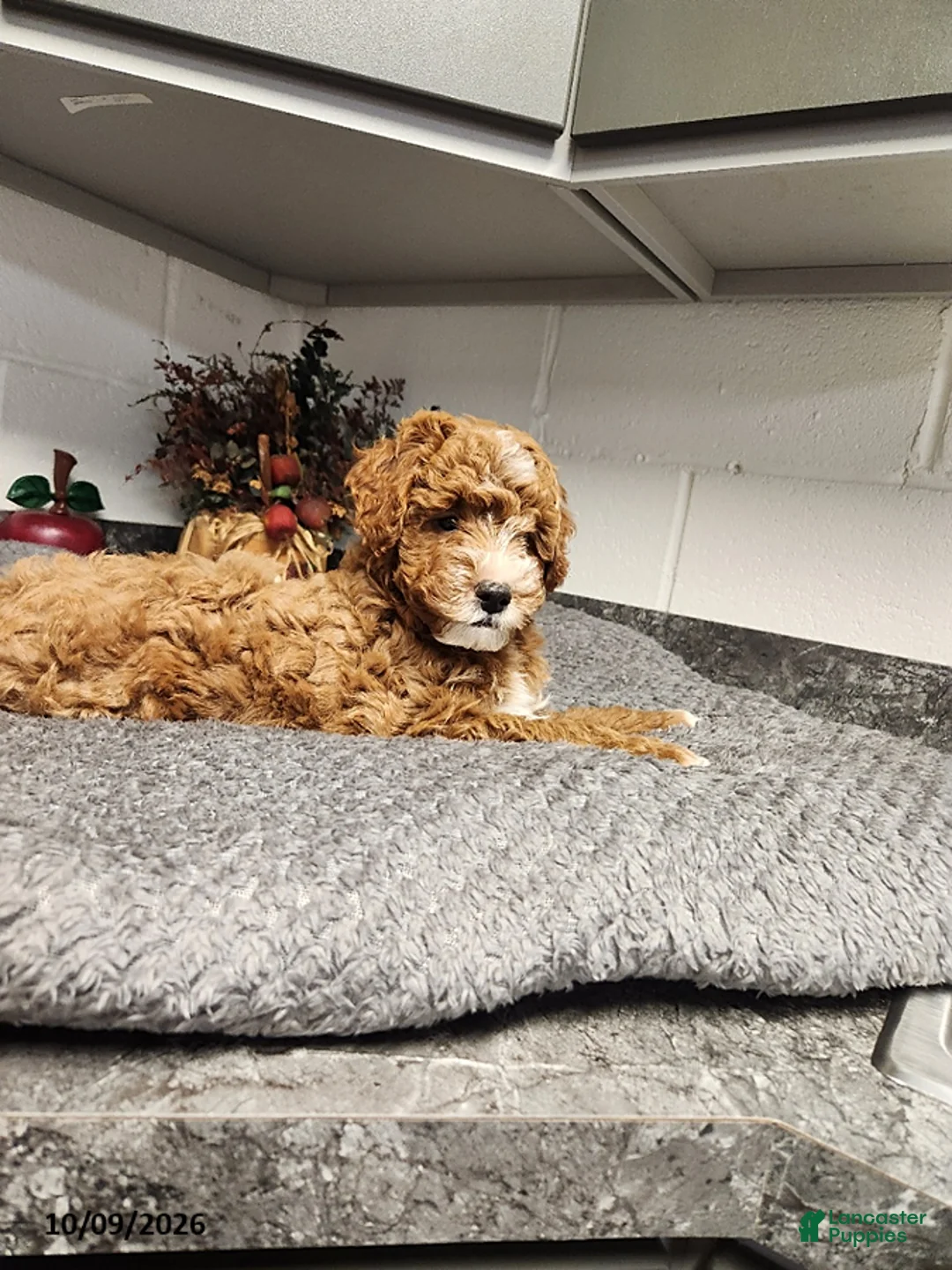 Mini Goldendoodle dogs for sale: Bandit - Ad 2