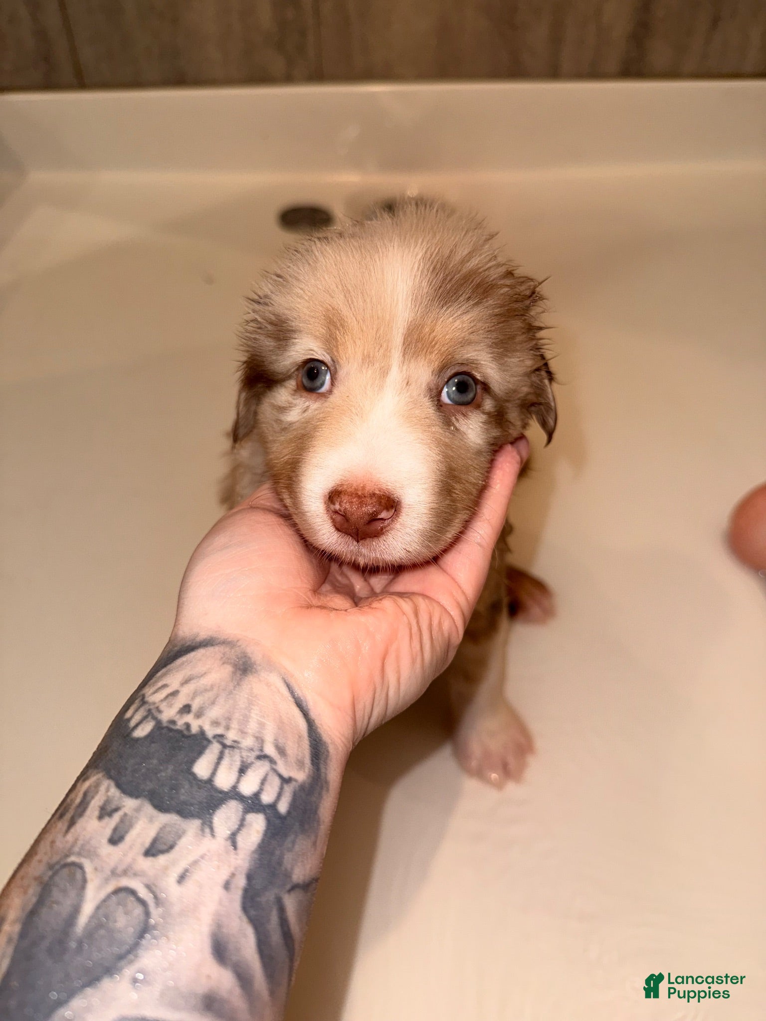 Australian Shepherd dogs Hank jr. - Ad 2