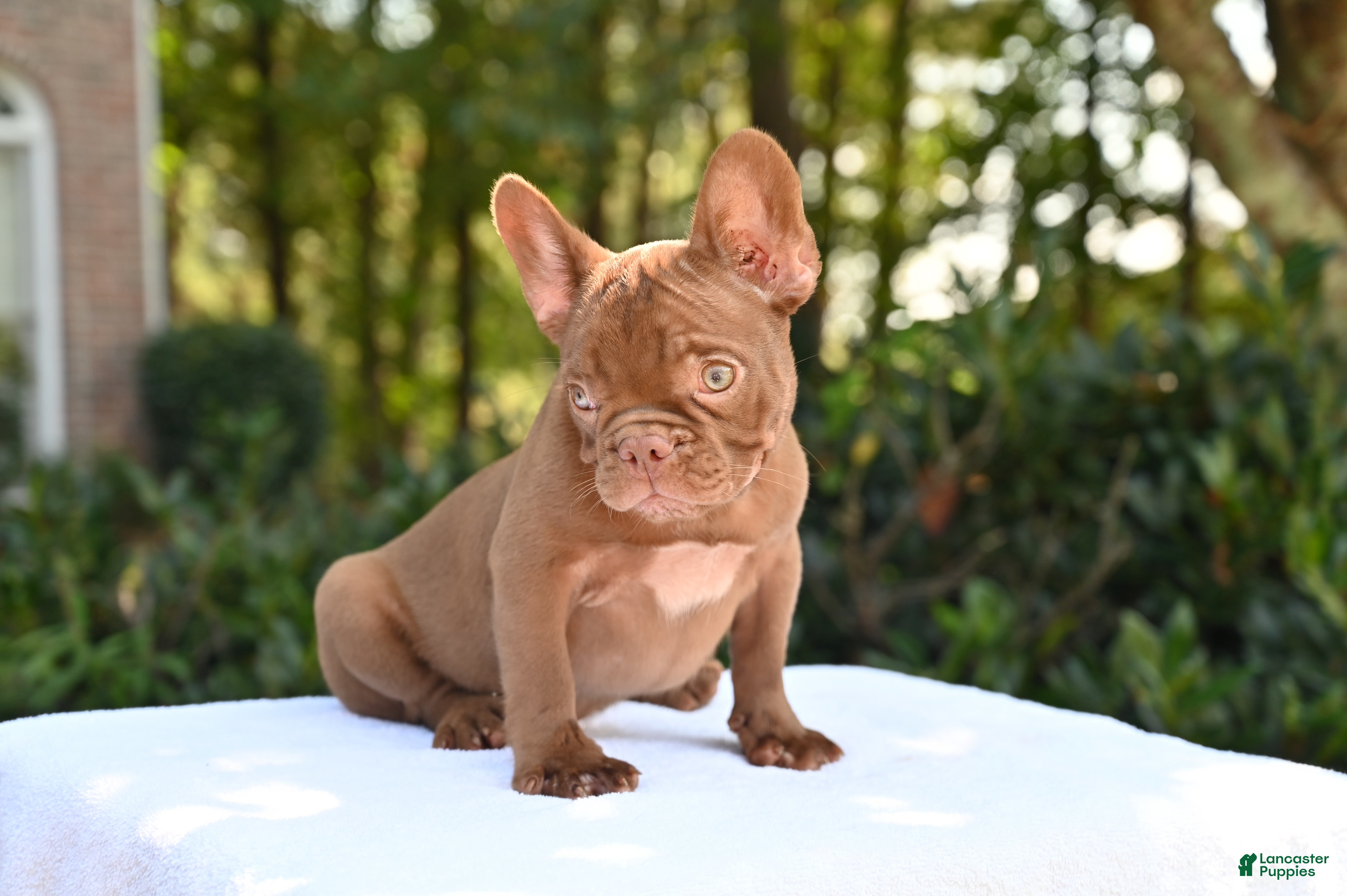French Bulldog dogs Golden kid - Ad 2