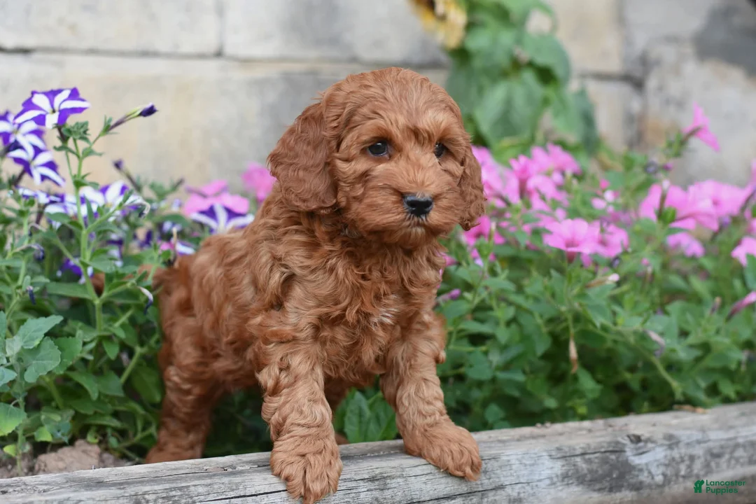 Cockapoo dogs for sale: Teddy - Ad 2