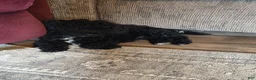 Bichpoo dogs for sale: Jade - Ad 1