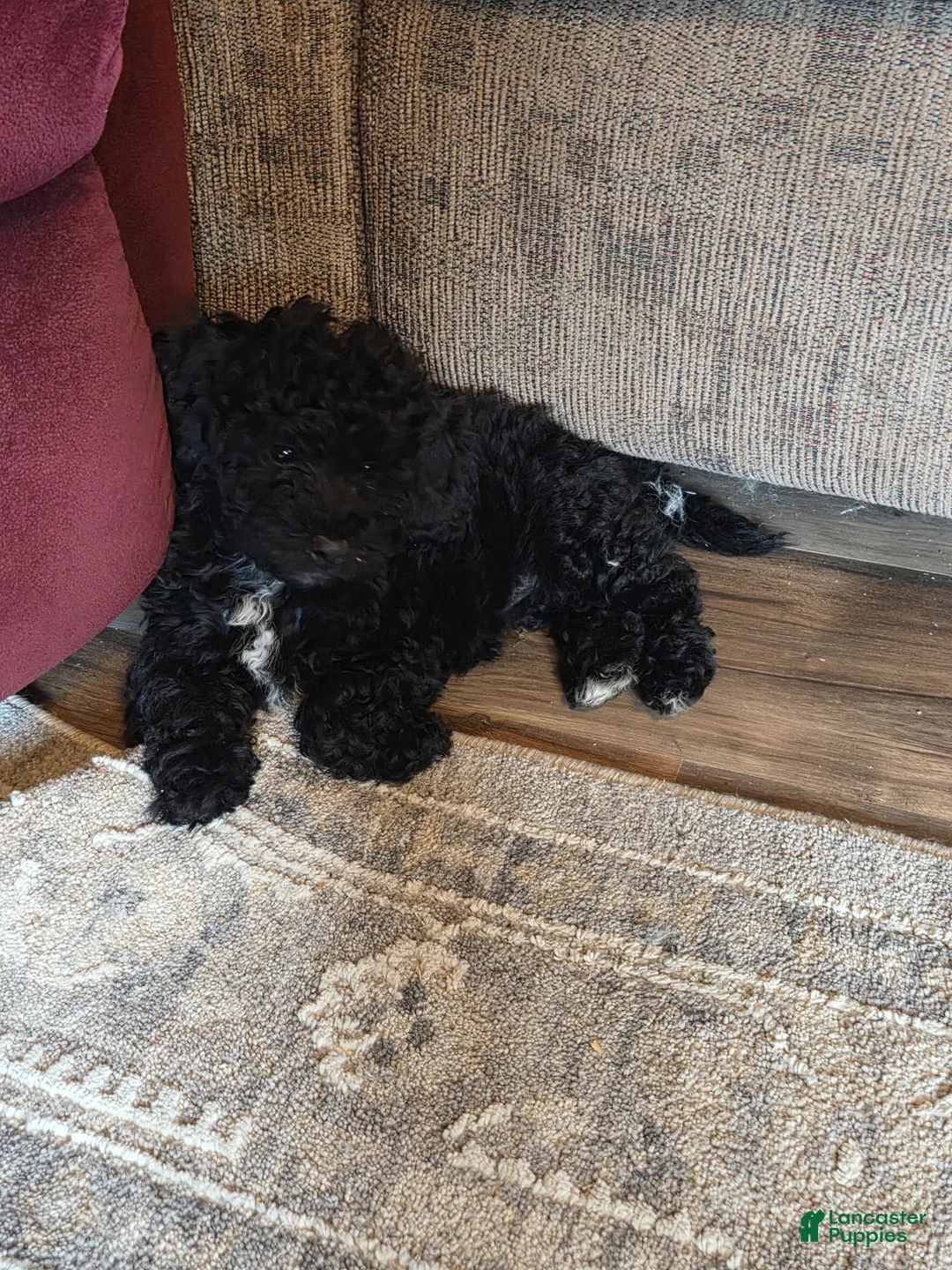 Bichpoo dogs for sale: Jade - Ad 1