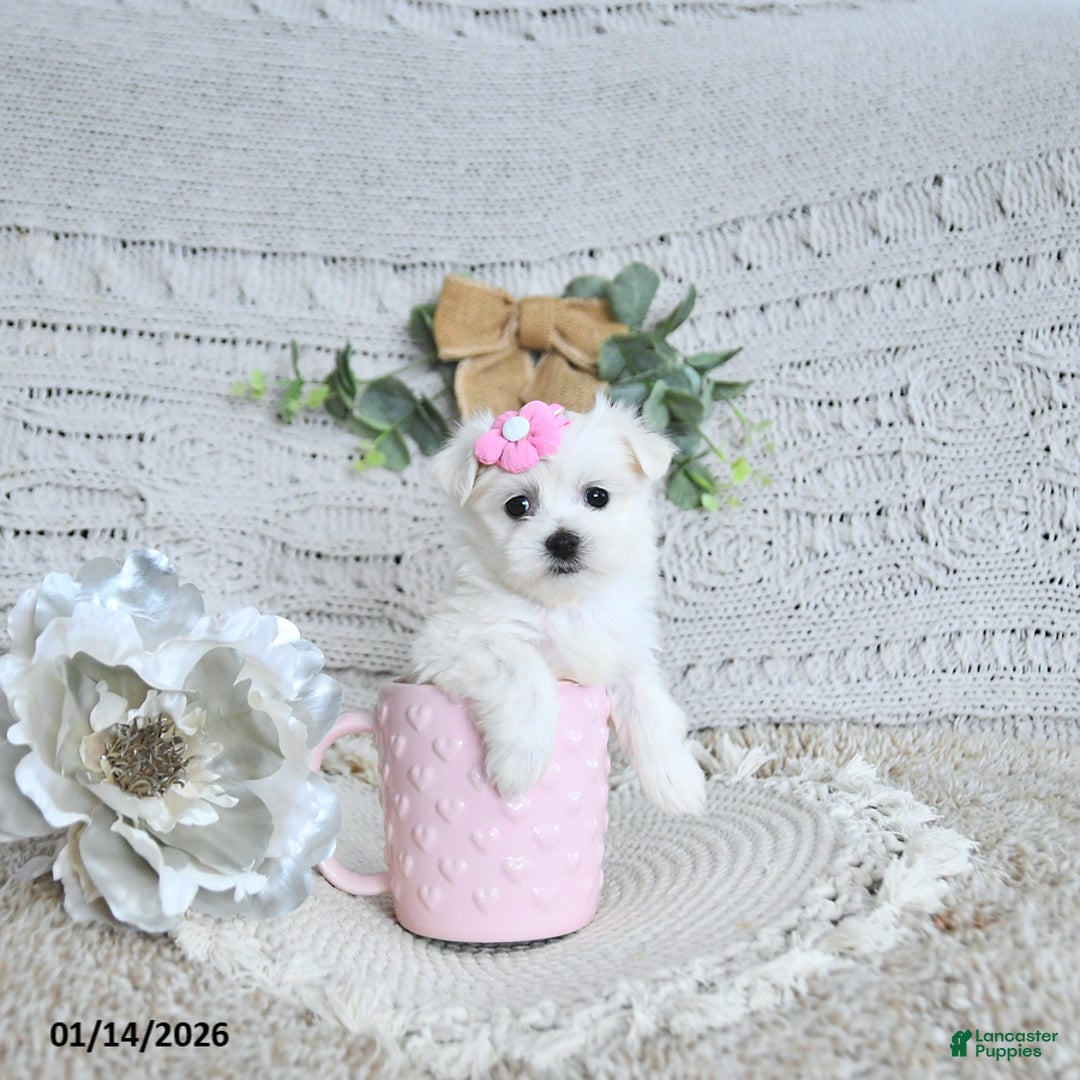 Maltese dogs for sale: Sweetheart EXTRA SMALL - Ad 1
