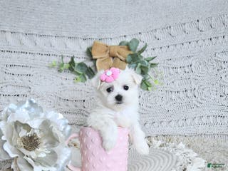 Maltese dogs Sweetheart EXTRA SMALL - Ad 8