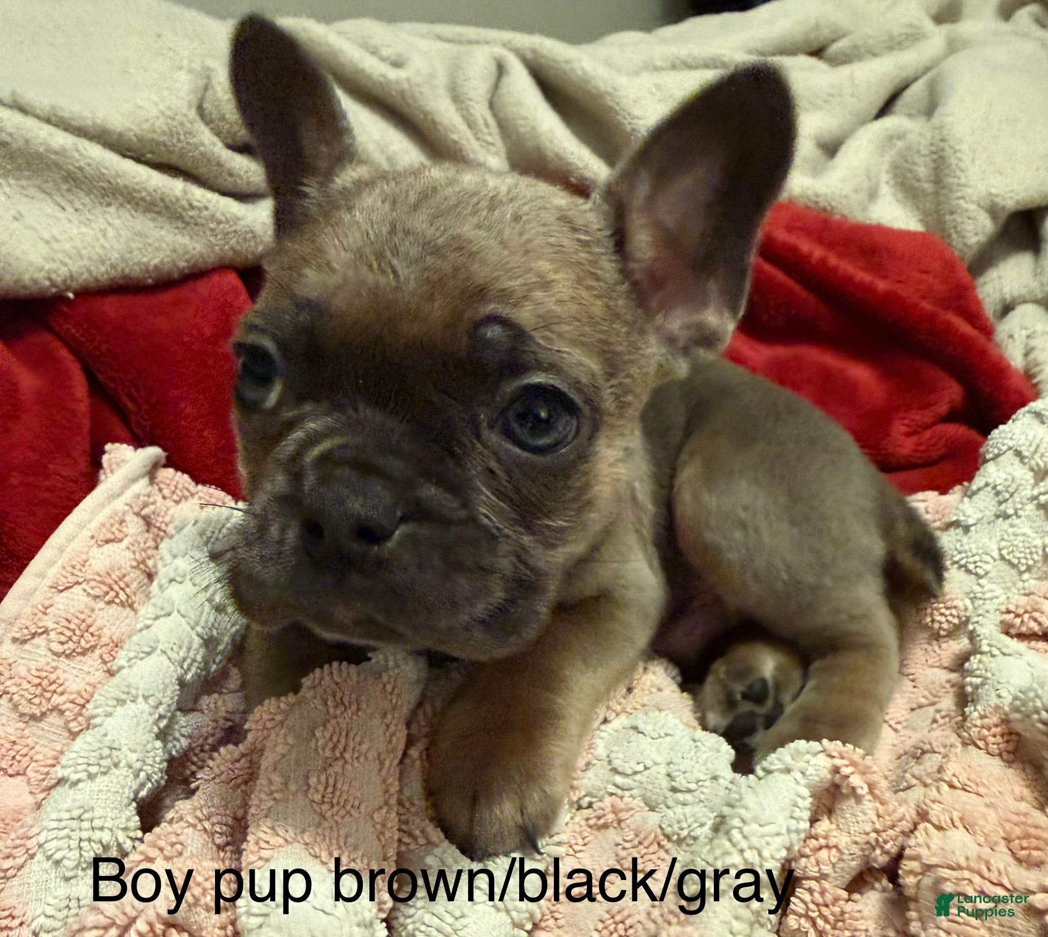 Mixed Breed dogs Mixed Breed Puppy 5 - Ad 8