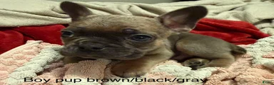 Mixed Breed Puppy 5