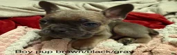 Mixed Breed dogs for sale: Mixed Breed Puppy 5 - Ad 1