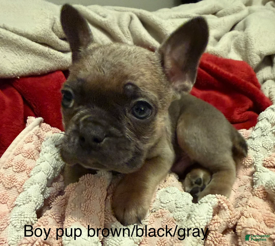 Mixed Breed dogs for sale: Mixed Breed Puppy 5 - Ad 1