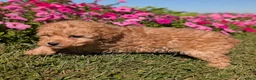 Toy Poodle dogs for sale: Toy Poodle 4 - Ad 8