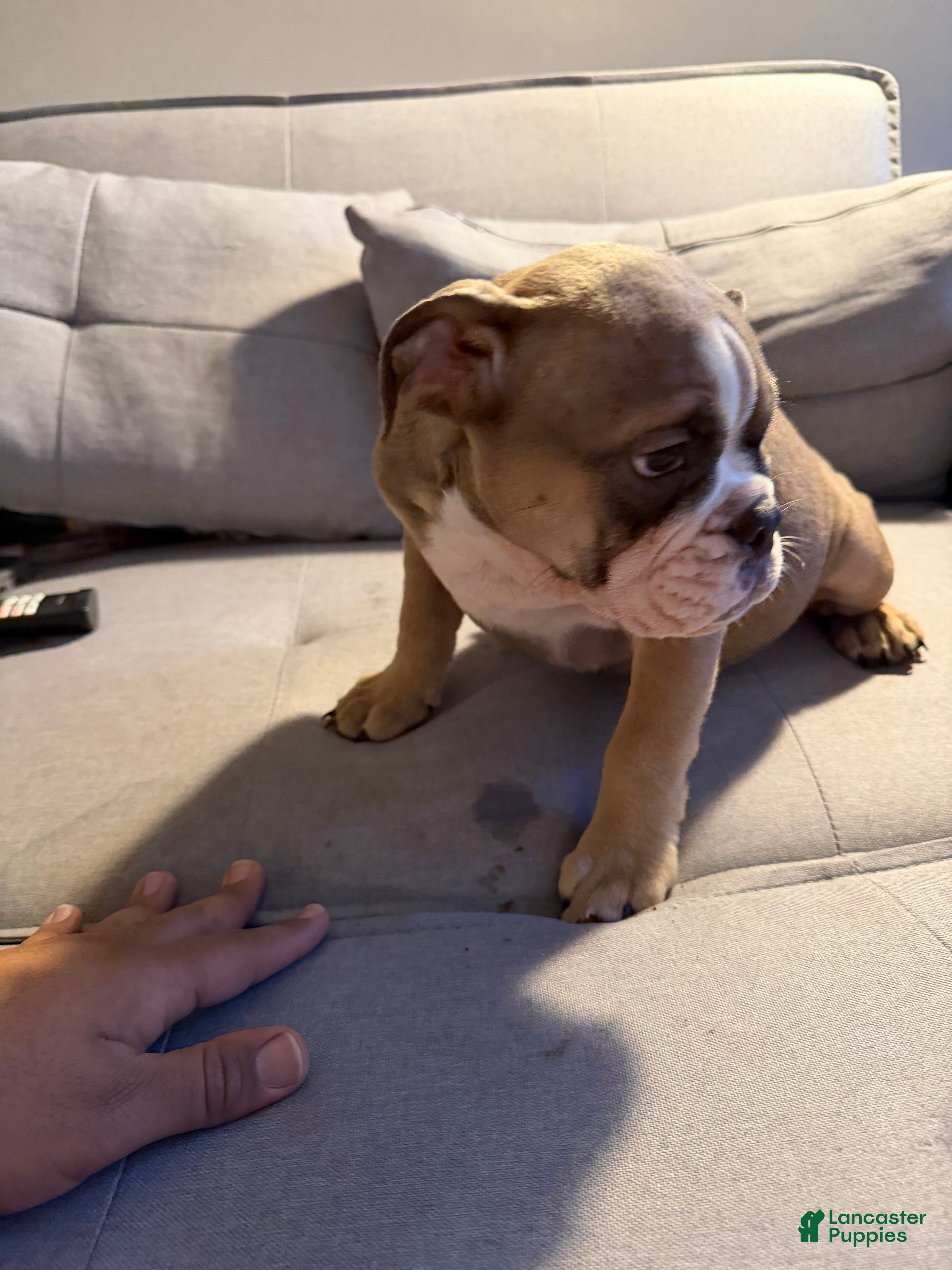English Bulldog dogs Georgia - Ad 38