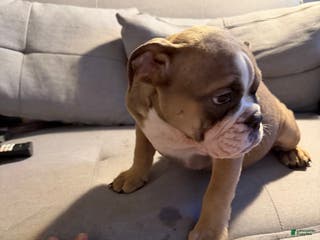 English Bulldog dogs Georgia - Ad 38