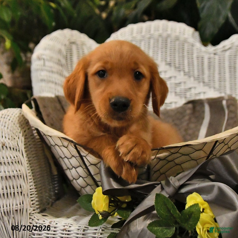 Golden Retriever dogs Brenna - Ad 1