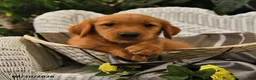 Golden Retriever dogs for sale: Brenna - Ad 1