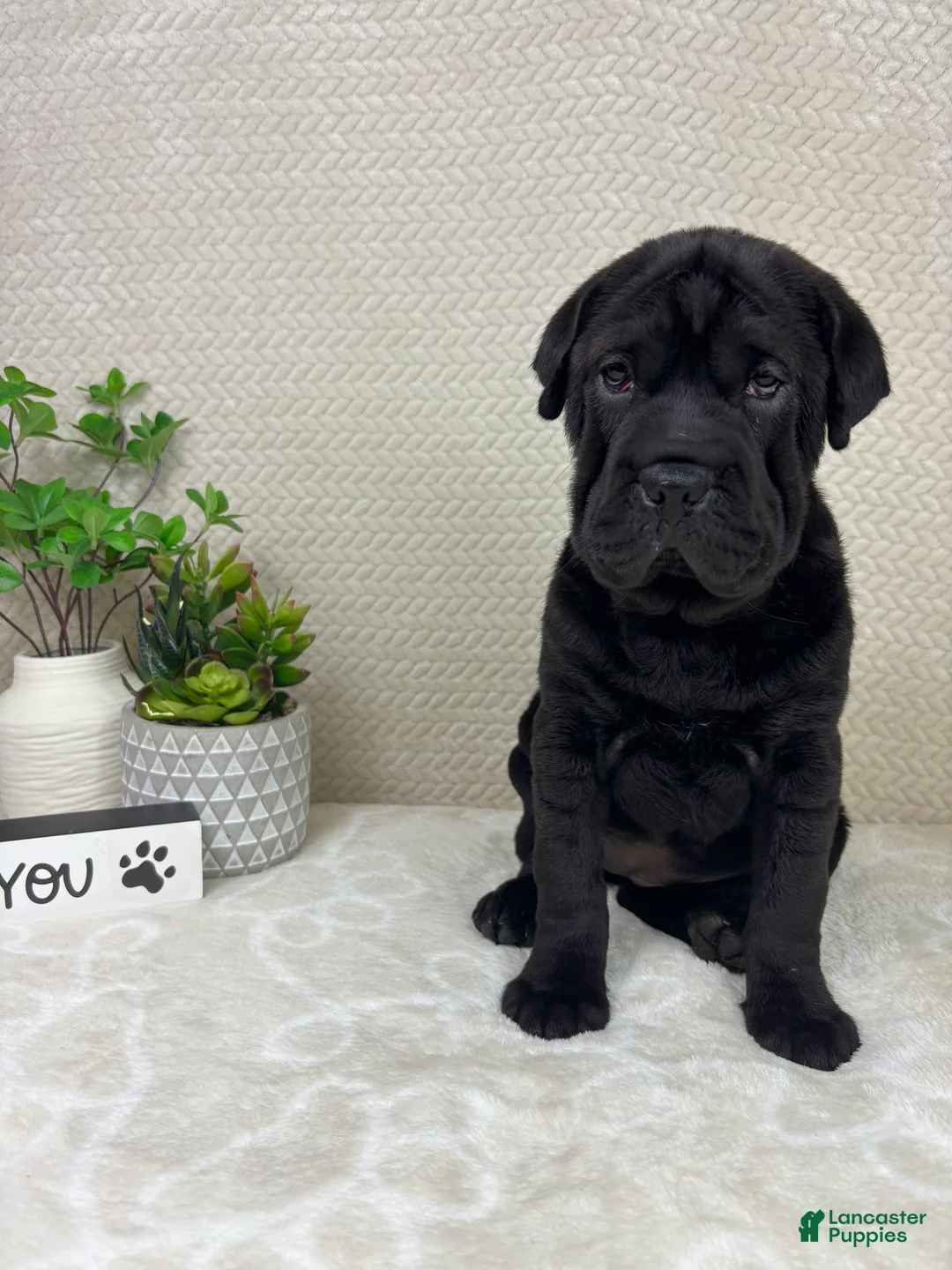 Mini Hippo dogs for sale: Mini Hippo Puppy 2 - Ad 2