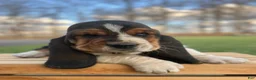 Basset Hound dogs for sale: Oscar - Ad 14