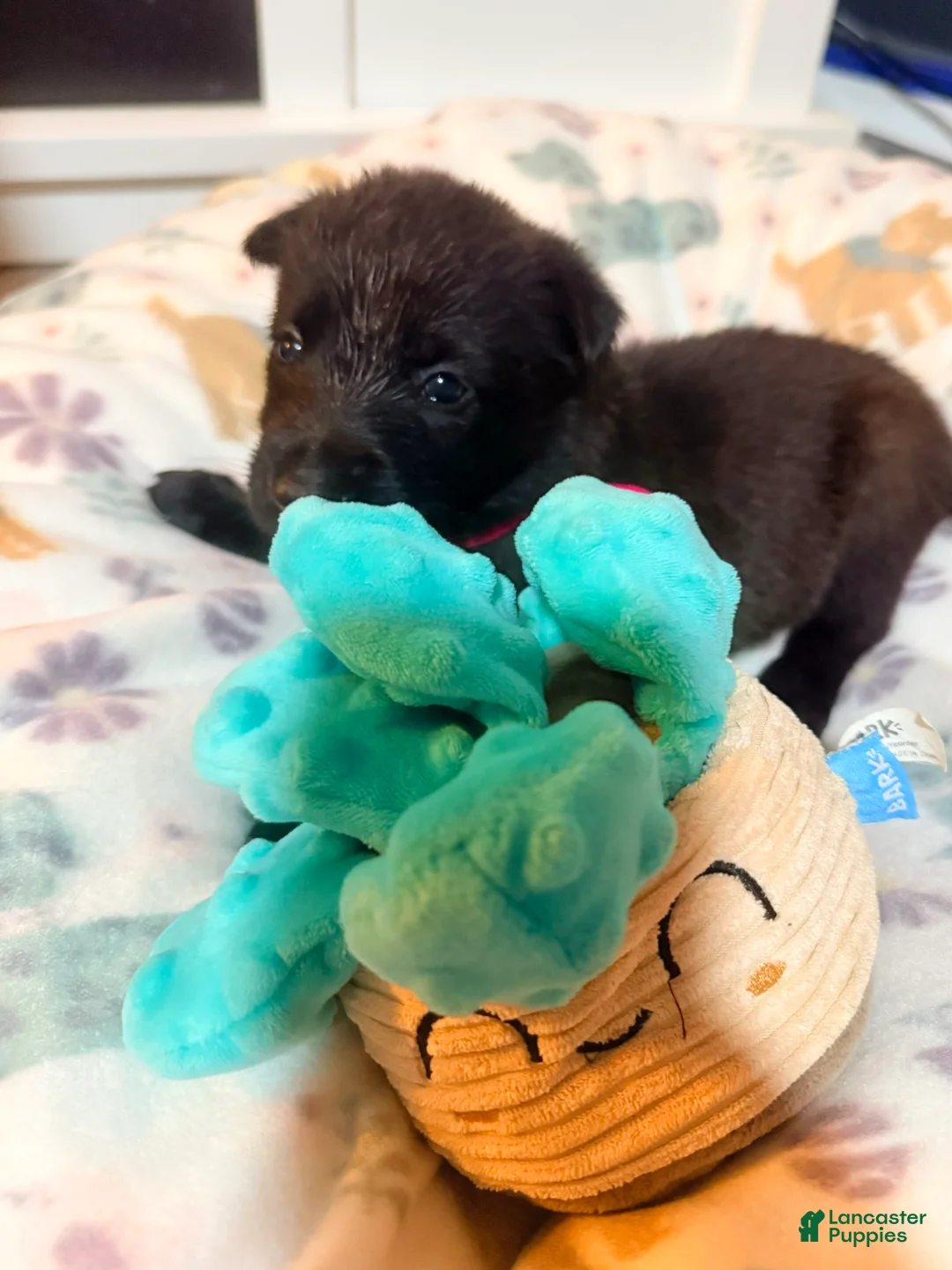 Belgian Malinois dogs for sale: Belgian Malinois - Pink Collar - Ad 2