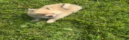 Pomeranian dogs for sale: Pomeranian 1 - Ad 4